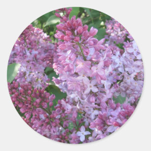 Etiqueta do Lilac