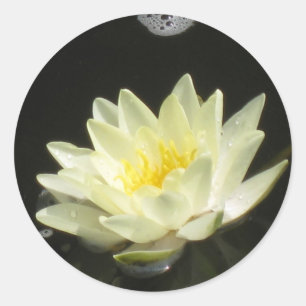 Etiqueta do lírio de lagoa amarela