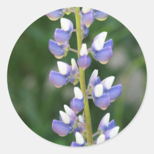 Etiqueta do Lupine