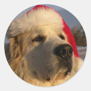 Etiqueta do Natal de grandes Pyrenees