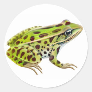 Etiqueta do norte do sapo de leopardo
