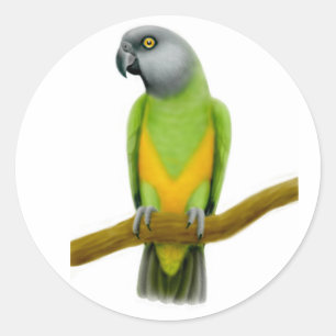Etiqueta do papagaio de Senegal