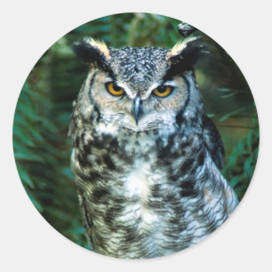 Etiqueta do pássaro da coruja