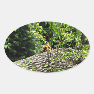 Etiqueta do peekaboo do tigre