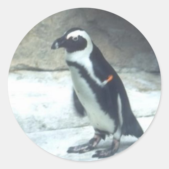 Etiqueta do pinguim (Frente)