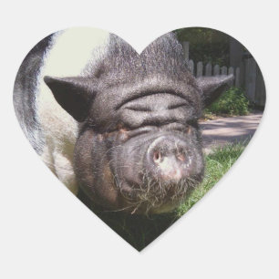 Etiqueta do porco da barriga de pote