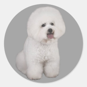 Etiqueta do precioso de Bichon Frise