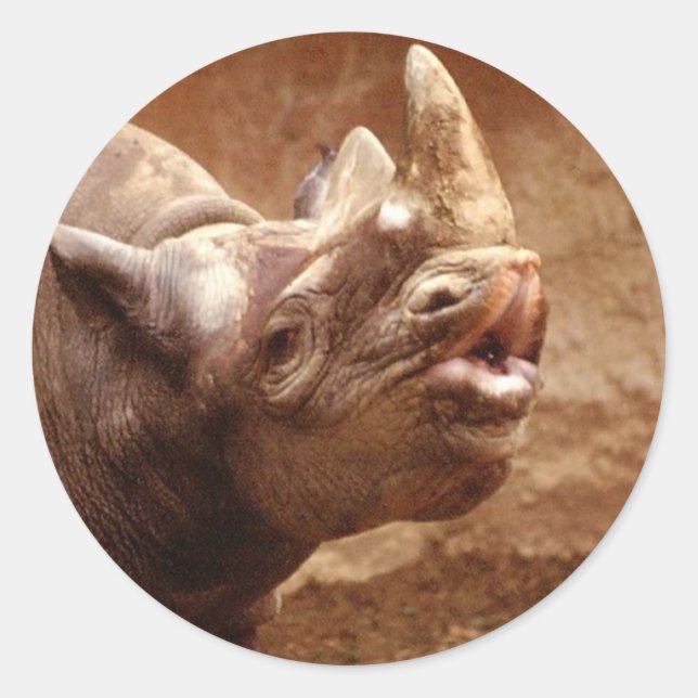 Etiqueta do rinoceronte (Frente)