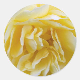 Etiqueta do rosa amarelo