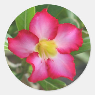 Etiqueta do rosa de deserto