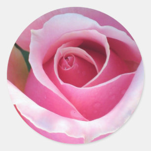 Etiqueta do rosa do rosa