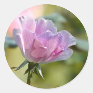 Etiqueta do rosa do rosa