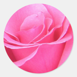 Etiqueta do rosa do rosa
