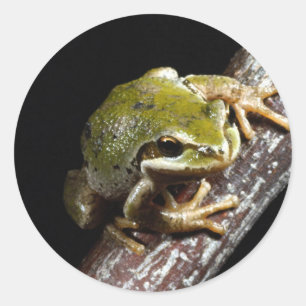 Etiqueta do sapo