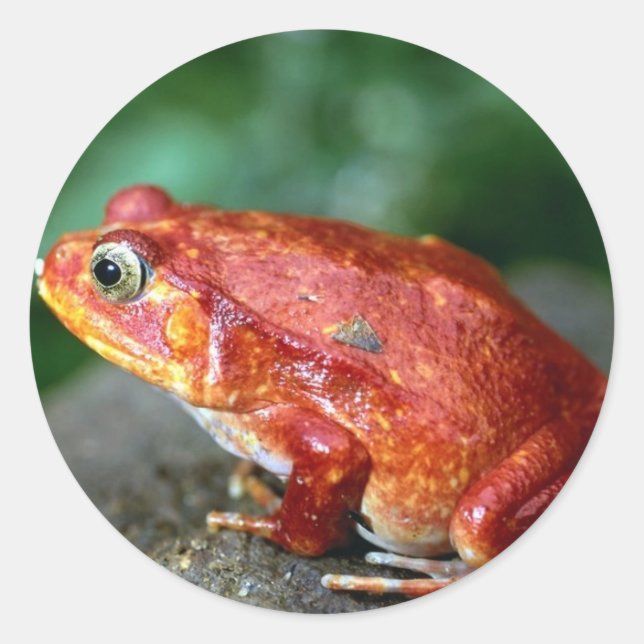 Etiqueta do sapo (Frente)