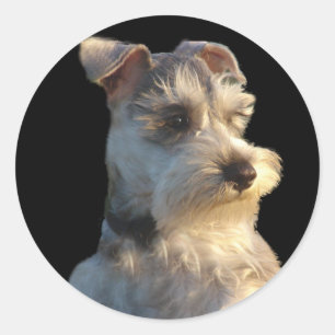Etiqueta do Schnauzer diminuto