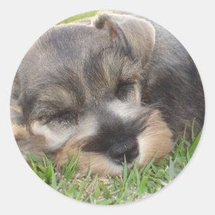 Etiqueta do Schnauzer Snoozing