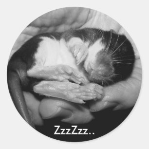 Etiqueta do sono Rattie