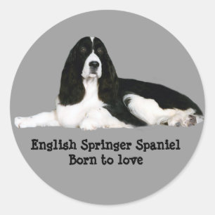 Etiqueta do Spaniel de Springer inglês