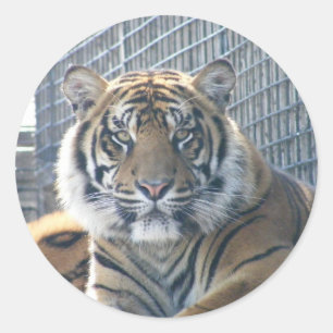 Etiqueta do tigre