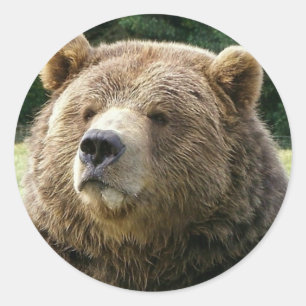 Etiqueta do urso de Brown