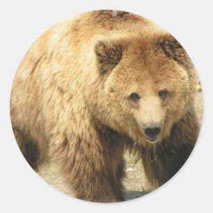 Etiqueta do urso de urso