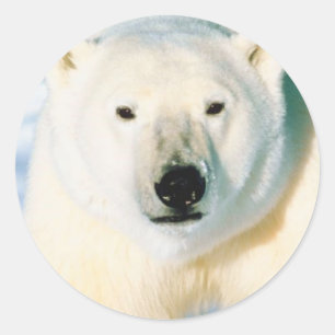 Etiqueta do urso polar