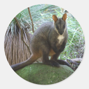 Etiqueta do Wallaby de rocha