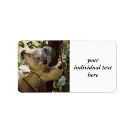 Etiqueta doce bebê Koala