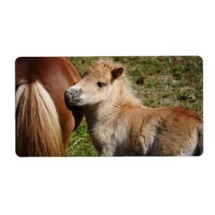 Etiqueta Doce Haflinger Foal