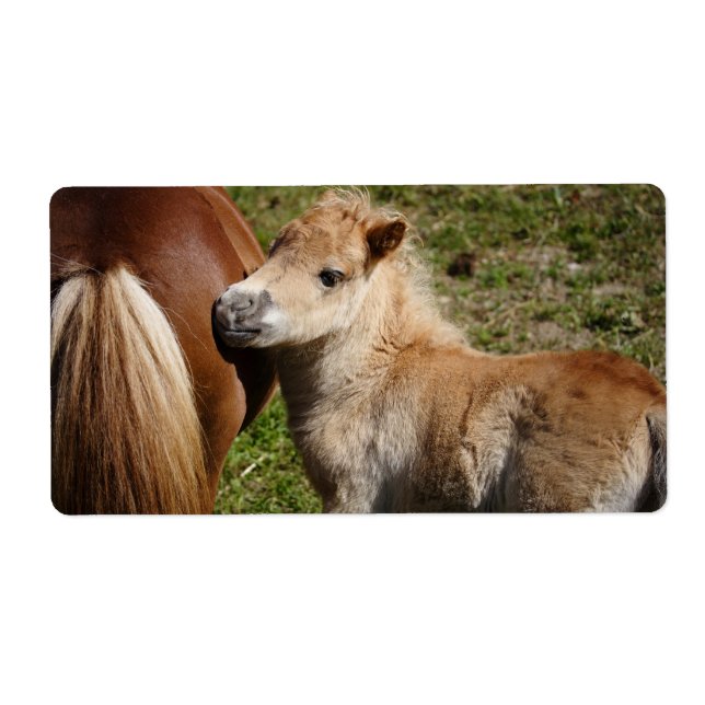 Etiqueta Doce Haflinger Foal (Frente)