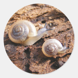 Etiqueta dos caracóis de bebê