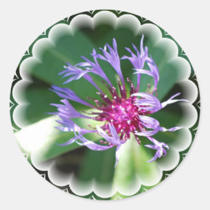 Etiqueta dos Cornflowers