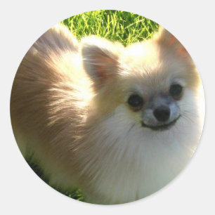 Etiqueta dos filhotes de cachorro de Pomeranian