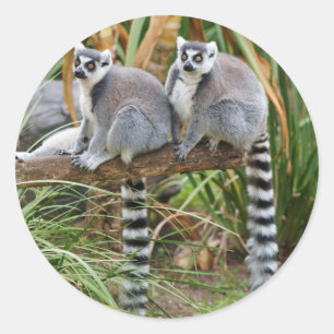 Etiqueta dos Lemurs