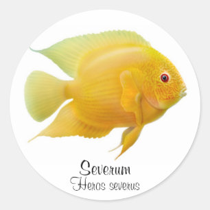 Etiqueta Dourado da cichlidae de Severum