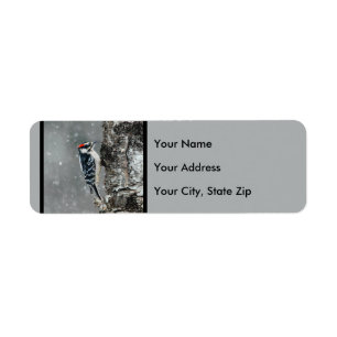 Etiqueta Downy Woodpecker em Neve - Foto Original