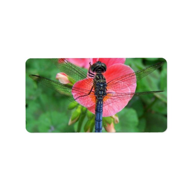 Etiqueta Dragonfly azul sobre fundo verde-rosa (Frente)