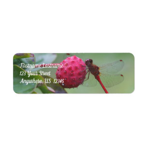 Etiqueta Dragonfly Vermelha No Endereço De Fruta Dogwood