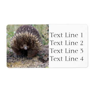 Etiqueta Echidna ou Spiny Anteater Austrália