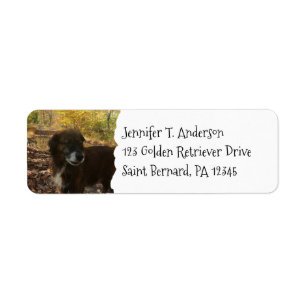 Etiqueta Endereço de devolução de foto personalizada Pet do