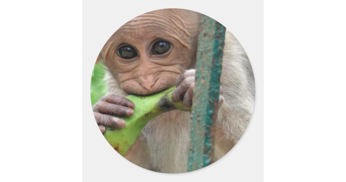 100 melhor ideia de macacos engraçados  macacos engraçados, macacos,  primatas
