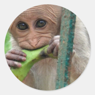 Etiqueta engraçada da imagem do macaco