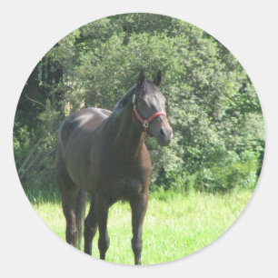 Etiqueta escura do cavalo de baía