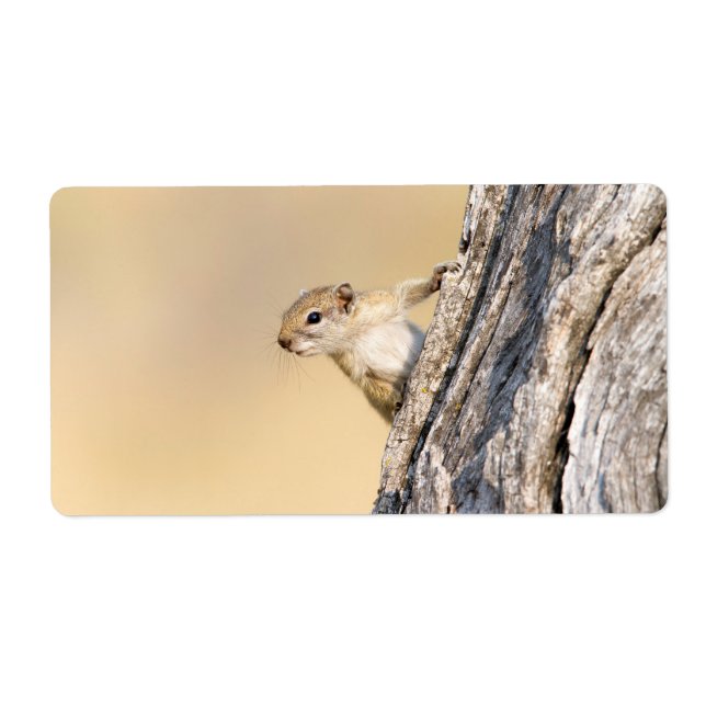 Etiqueta Esquilo de árvore (Frente)