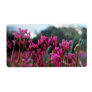 Etiqueta Estrelas de Fotografia Dinâmica