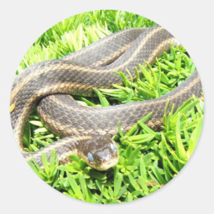 Etiqueta Eyed azul do ~ do cobra