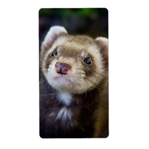 Etiqueta Ferret