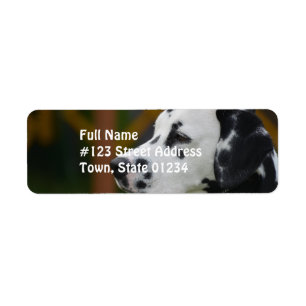 Etiqueta Filhote de cachorro Dalmatian bonito