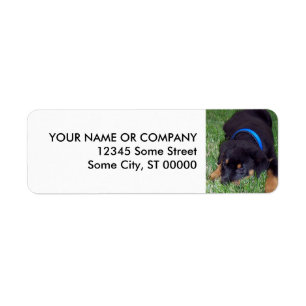 Etiqueta filhote de cachorro do rottweiler